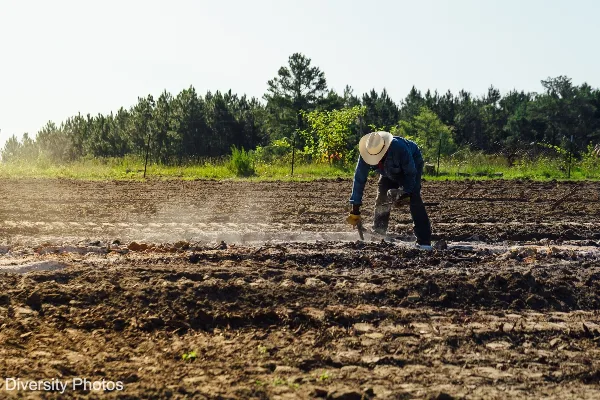 A person wearing a hat and work clothes is tending to a tilled field with a line of trees in the background.