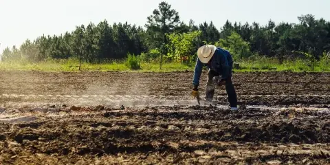 A person wearing a hat and work clothes is tending to a tilled field with a line of trees in the background.