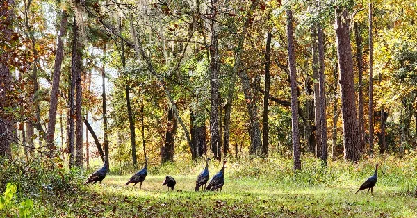 A flock of wild turkeys foraging in a grassy clearing within a dense pine forest.