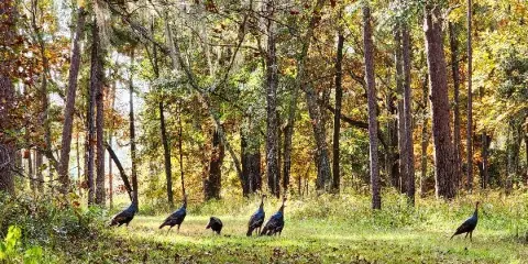 A flock of wild turkeys foraging in a grassy clearing within a dense pine forest.