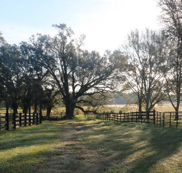 A rustic wooden fence and large oak trees in a grassy field at a ranch venue.