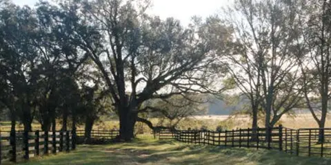 A rustic wooden fence and large oak trees in a grassy field at a ranch venue.
