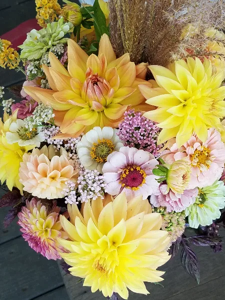 A close-up of a colorful bouquet featuring yellow and peach dahlias, pink zinnias, and greenery.