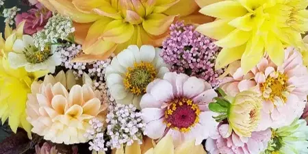 A close-up of a colorful bouquet featuring yellow and peach dahlias, pink zinnias, and greenery.