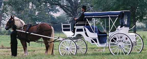 A horse-drawn carriage with a driver in a grassy field