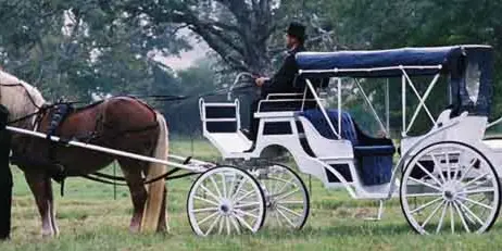 A horse-drawn carriage with a driver in a grassy field