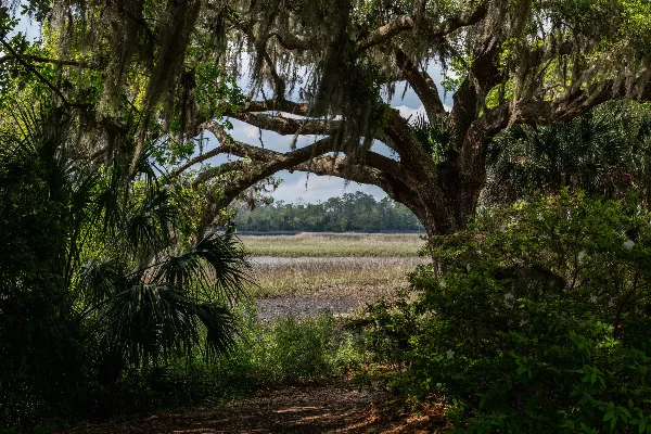 A view of the Long Pond Plantation grounds showing a large live oak tree with Spanish moss framing a path leading to a marsh and water.