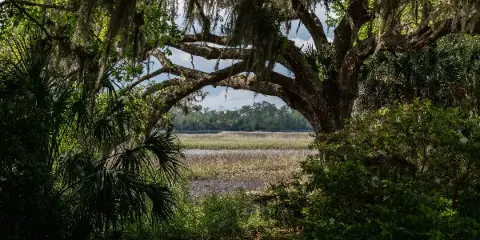 A view of the Long Pond Plantation grounds showing a large live oak tree with Spanish moss framing a path leading to a marsh and water.