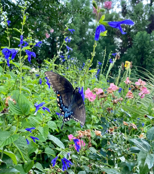 A black swallowtail butterfly resting on blue flowers in a lush botanical garden.