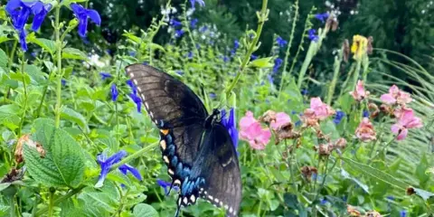 A black swallowtail butterfly resting on blue flowers in a lush botanical garden.