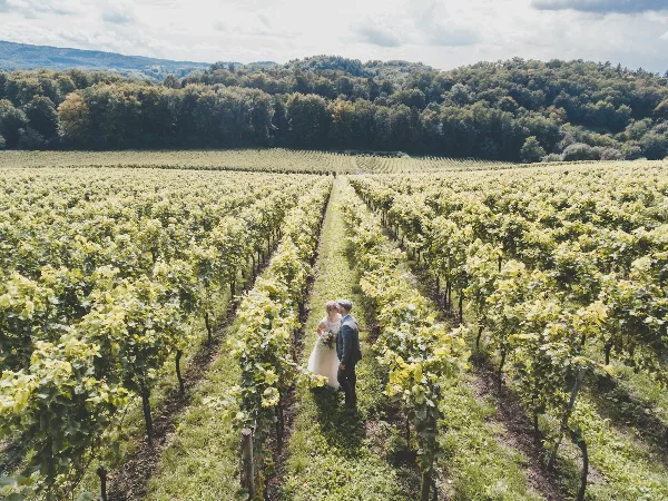 Aerial view of a bride and groom standing together in a vineyard row with forested hills in the background.