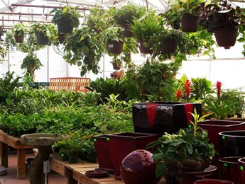 Interior of a greenhouse filled with various potted plants and hanging greenery.
