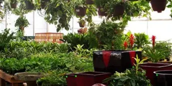 Interior of a greenhouse filled with various potted plants and hanging greenery.