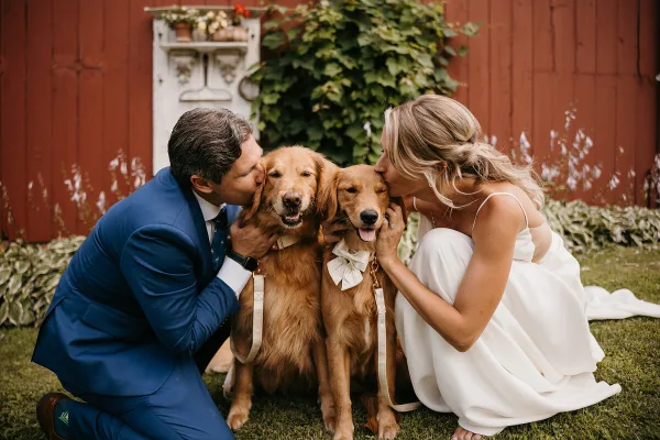 A bride and groom in wedding attire kneeling on the grass to kiss two golden retrievers in front of a red barn.