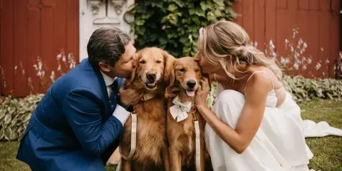 A bride and groom in wedding attire kneeling on the grass to kiss two golden retrievers in front of a red barn.