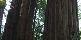A bride and groom standing together in a redwood forest.
