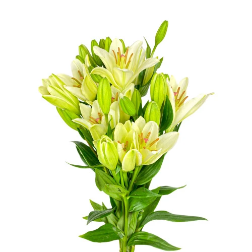 A fresh bouquet of white Asiatic lilies with green stems and leaves against a white background.