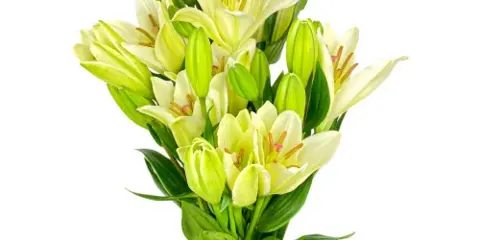 A fresh bouquet of white Asiatic lilies with green stems and leaves against a white background.