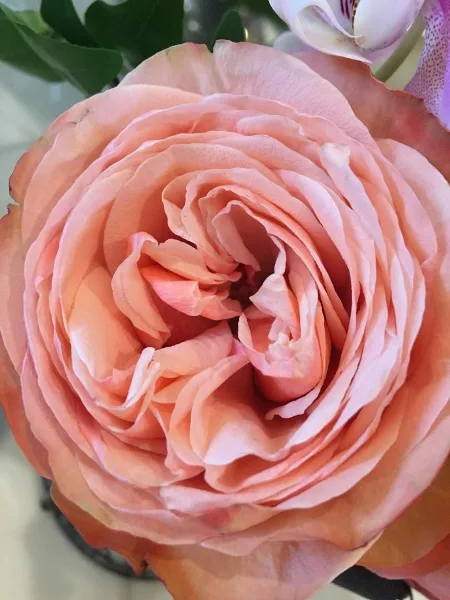 Close-up of a peach rose bloom with green leaves in the background
