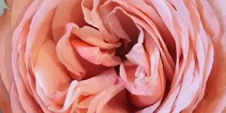Close-up of a peach rose bloom with green leaves in the background