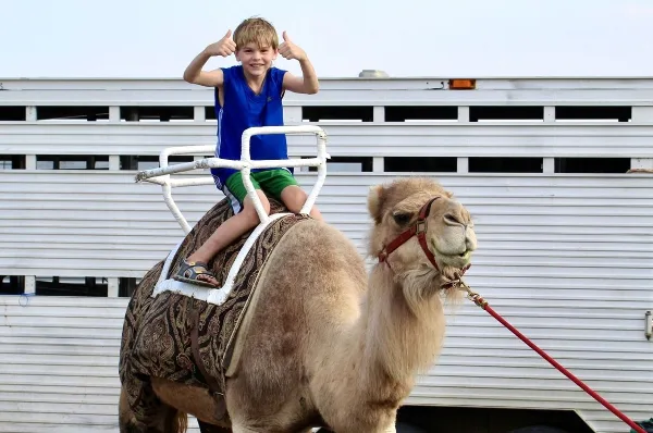 A young boy in a blue shirt and green shorts sits on a camel at a fair, giving a thumbs-up gesture.