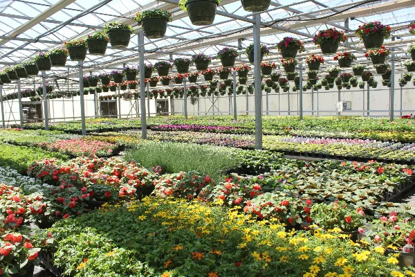 Interior view of a commercial greenhouse featuring hanging flower baskets and rows of colorful annuals.
