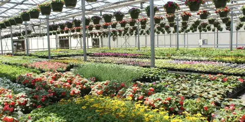 Interior view of a commercial greenhouse featuring hanging flower baskets and rows of colorful annuals.