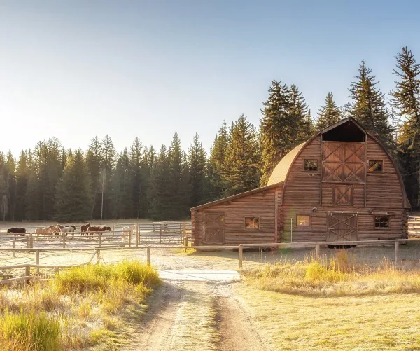 Historic wooden barn on a ranch with fenced pastures and grazing horses at golden hour, framed by pine trees.