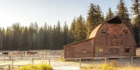 Historic wooden barn on a ranch with fenced pastures and grazing horses at golden hour, framed by pine trees.