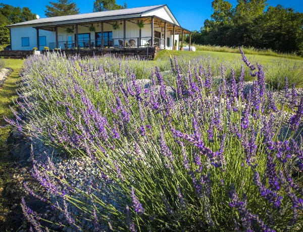 Rows of blooming purple lavender plants in the foreground with a rustic white barn and cafe building in the background under a blue sky.