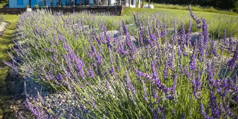 Rows of blooming purple lavender plants in the foreground with a rustic white barn and cafe building in the background under a blue sky.