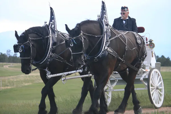 A pair of black Percheron horses in show harness pulling a white carriage with a driver in a field.