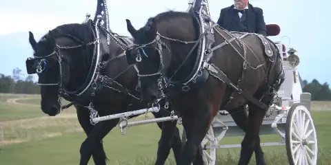 A pair of black Percheron horses in show harness pulling a white carriage with a driver in a field.