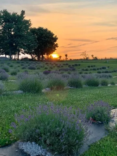 Lavender field at sunset with rows of blooming plants and trees in the background