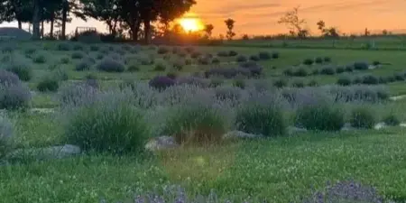 Lavender field at sunset with rows of blooming plants and trees in the background