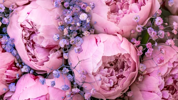 Close-up of a floral arrangement with pink peonies and gypsophila