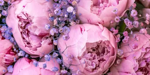 Close-up of a floral arrangement with pink peonies and gypsophila