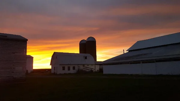 A rustic farmstead with a white barn and silos silhouetted against a vibrant orange and purple sunset sky.