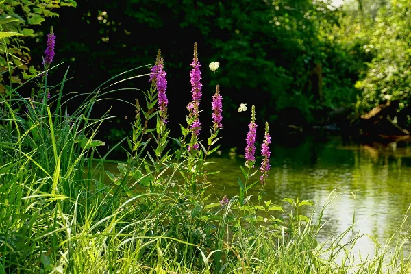 A view of the waterway and lush vegetation at the Historic Forks of the Wabash site.