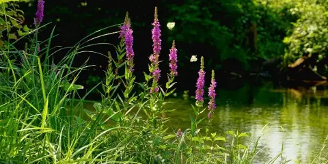 A view of the waterway and lush vegetation at the Historic Forks of the Wabash site.