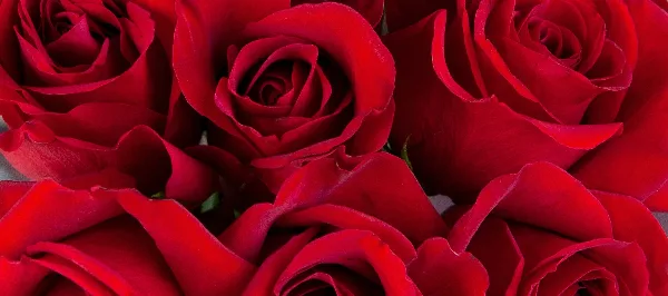 Close-up photograph of a cluster of fresh red roses