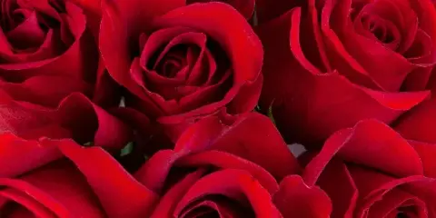 Close-up photograph of a cluster of fresh red roses