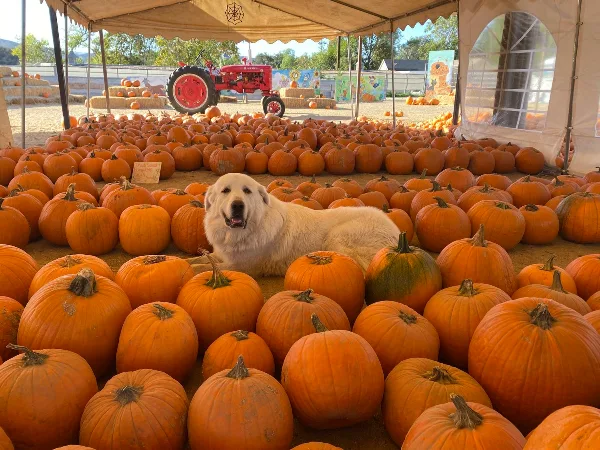 A white dog lying in a large pumpkin patch with a red tractor and farm equipment in the background.