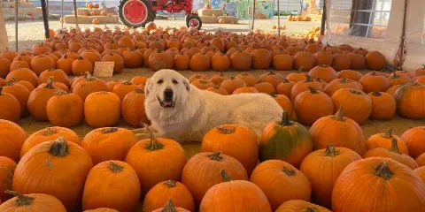 A white dog lying in a large pumpkin patch with a red tractor and farm equipment in the background.