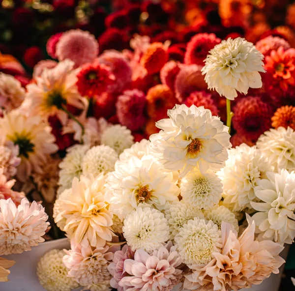 A close-up view of a large bucket filled with fresh, seasonal cut flowers in shades of white, cream, and red.