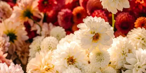 A close-up view of a large bucket filled with fresh, seasonal cut flowers in shades of white, cream, and red.