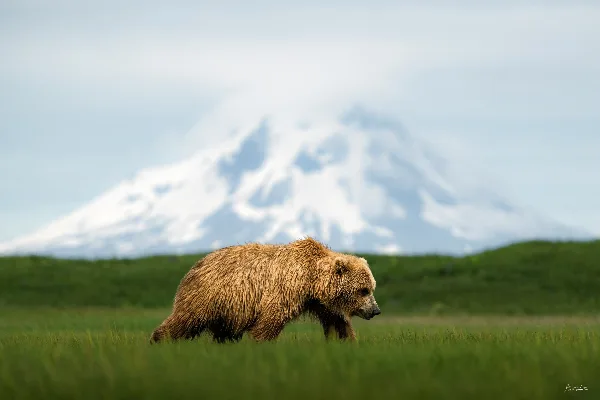 A brown bear walking through a green meadow with a snow-capped mountain in the background.