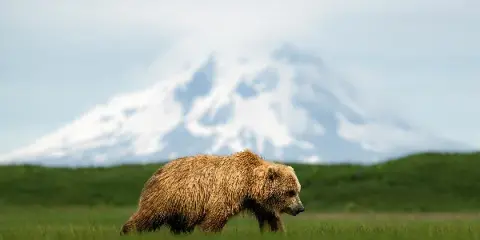 A brown bear walking through a green meadow with a snow-capped mountain in the background.