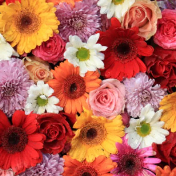 A vibrant mixed bouquet featuring red, orange, and yellow gerbera daisies, pink and red roses, and white daisies.