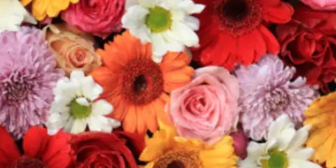 A vibrant mixed bouquet featuring red, orange, and yellow gerbera daisies, pink and red roses, and white daisies.